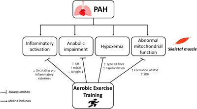 Skeletal muscle dysfunctions in pulmonary arterial hypertension: Effects of aerobic exercise training